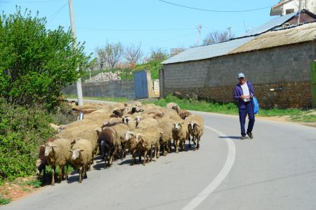 Albanië