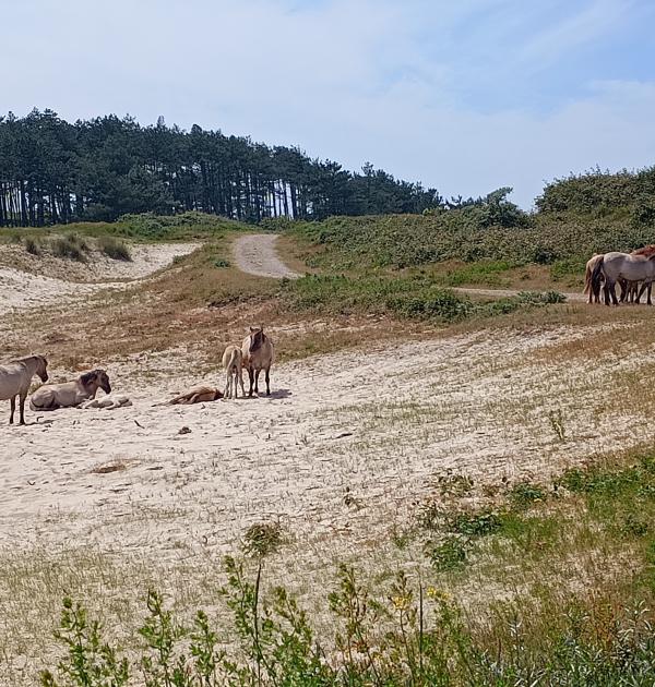 het eiland Walrcheren